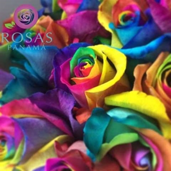 FL-102 Rosa Arcoiris - Tinted rainbow rose