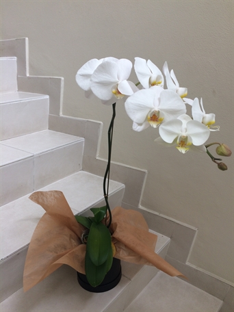 SRP-115 Planta de Phalaenopsis