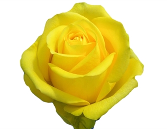 FL-101 Rosa amarilla - yellow rose