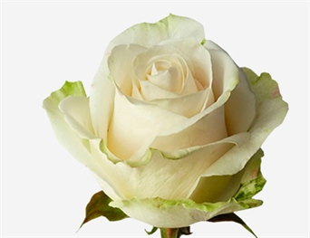 FL-104 Rosa Blanca - White Rose