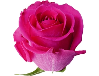 FL-105 Rosa Fucsia - Hot Pink (Fucsia) Rose