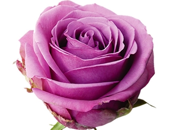 FL-106 Rosa Lila - lila rose