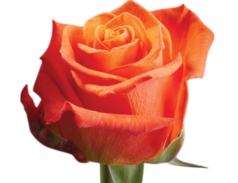 FL-108 Rosa Anaranjada - Orange rose
