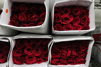 FL-040 Paquete de rosas ROJAS (click para detalles)