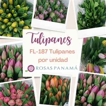 FL-187 Tulipanes (del flower bar)