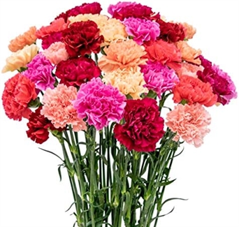 FL-153 Clavel / carnation