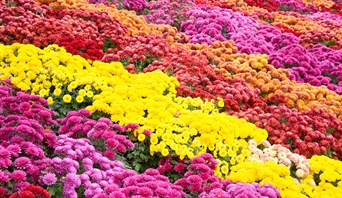 FL-154 Crisantemos / Chrysanthemum
