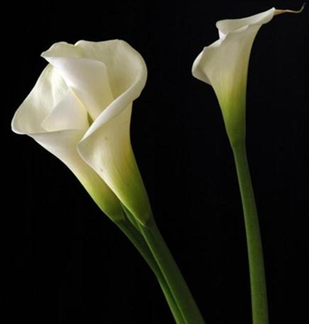 FL-156 Calas - callas lily (del flower bar)