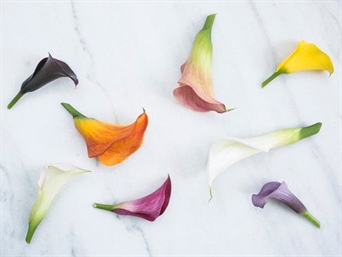 FL-157 Calas Mini - Mini Callas Lily (del flower bar)